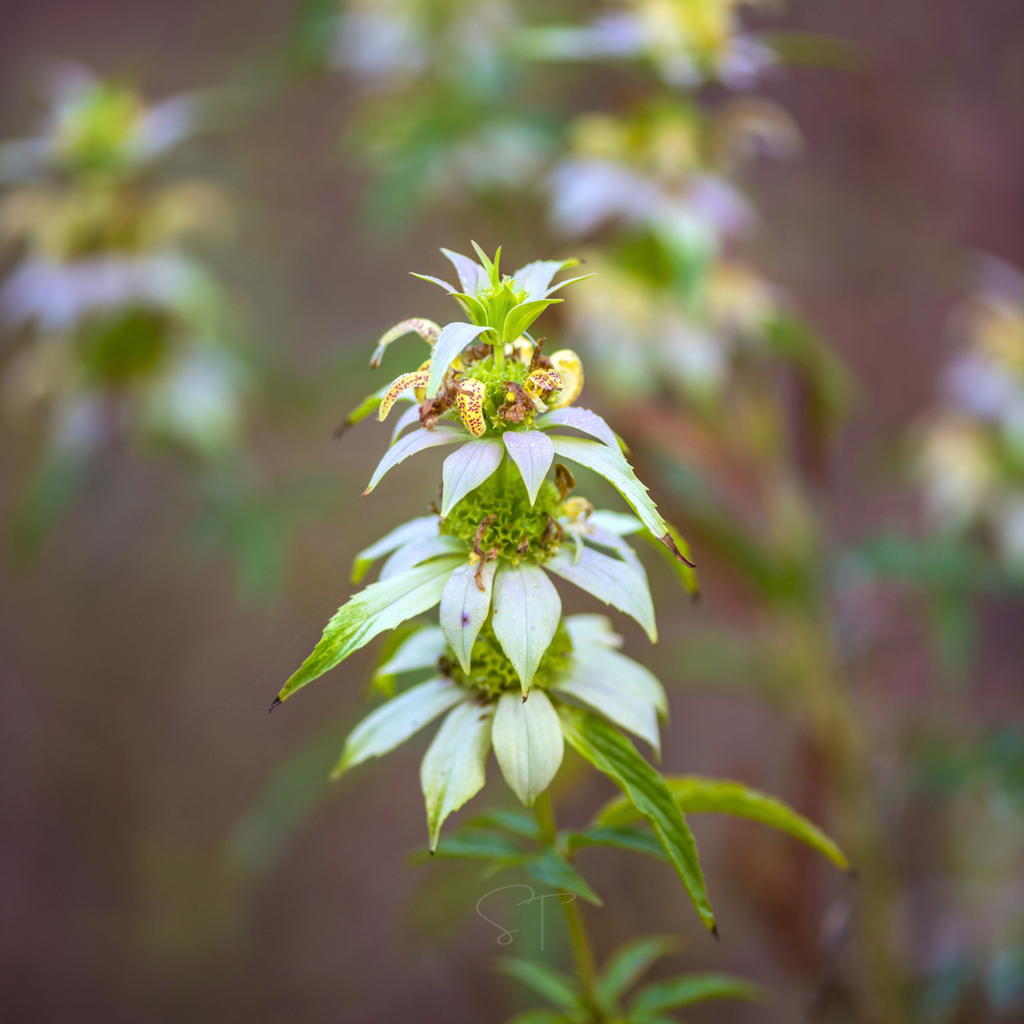 Spotted Bee Balm (Horsemint) ā 50 Seeds