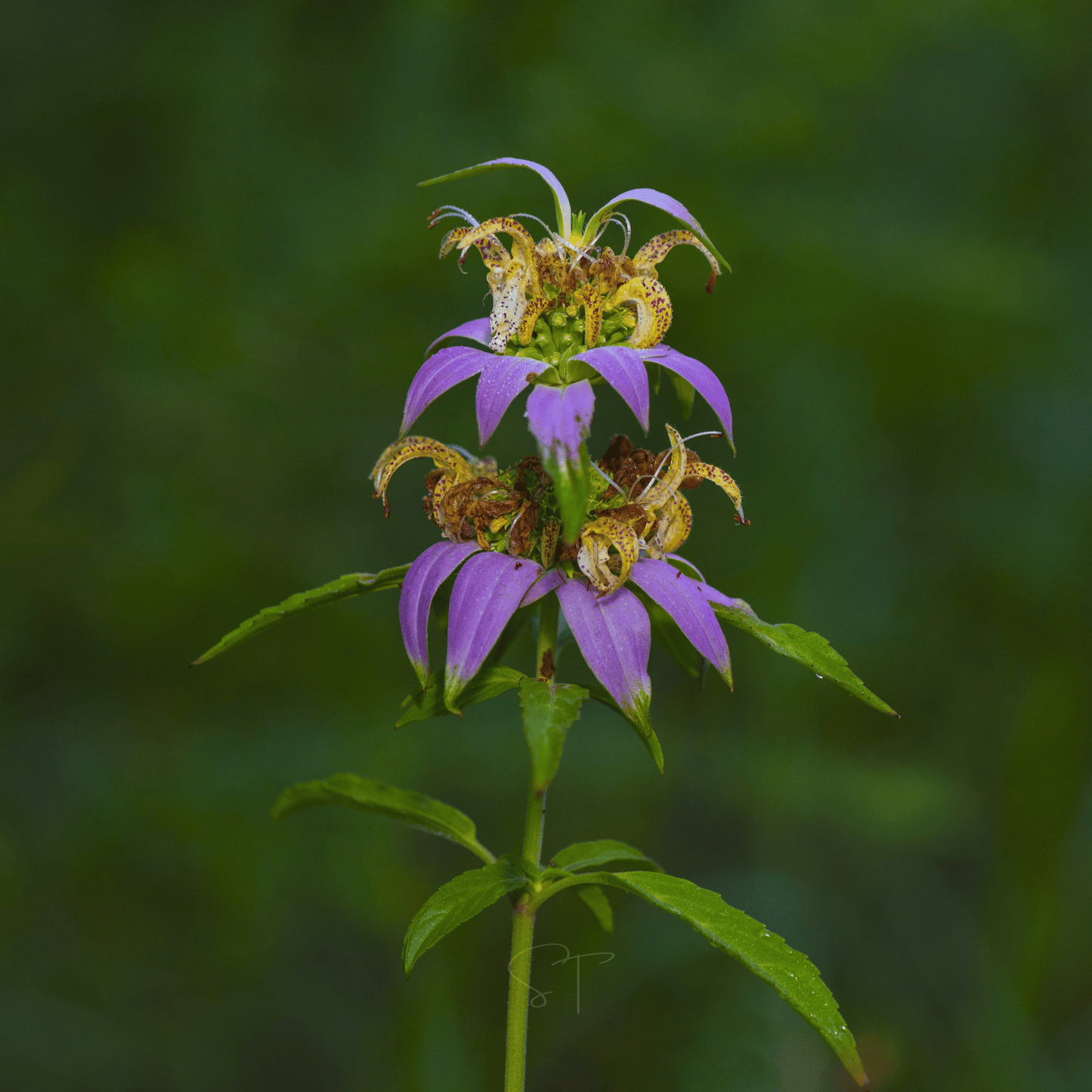 Spotted Bee Balm (Horsemint) ā 50 Seeds