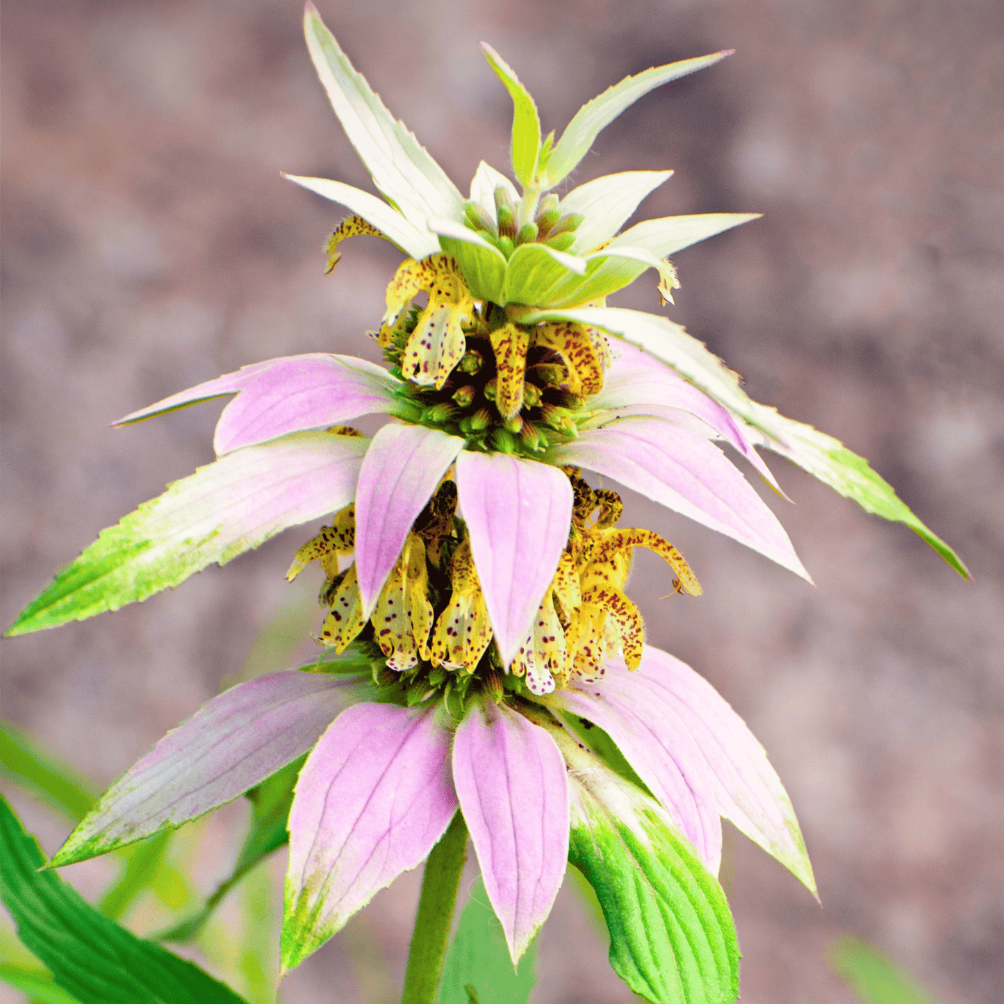 Spotted Bee Balm (Horsemint) ā 50 Seeds