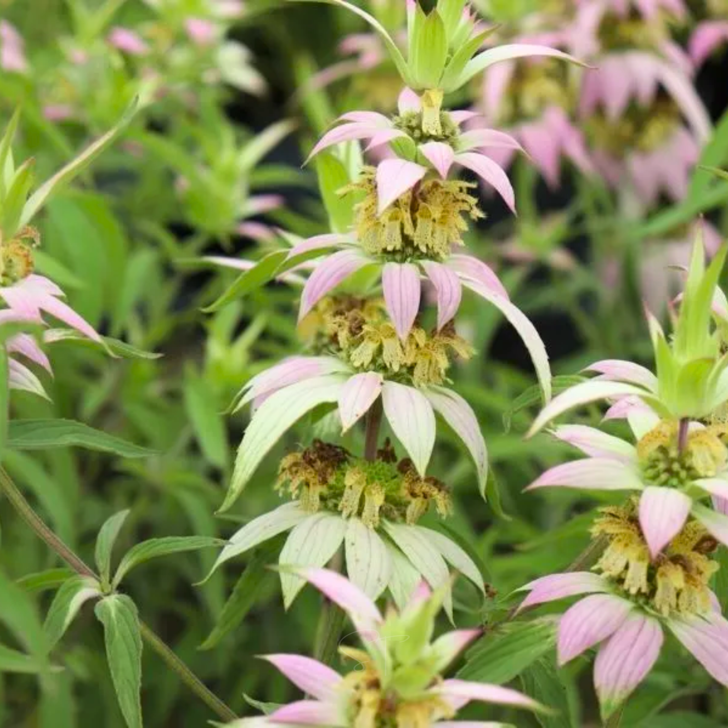 Spotted Bee Balm (Horsemint) ā 50 Seeds