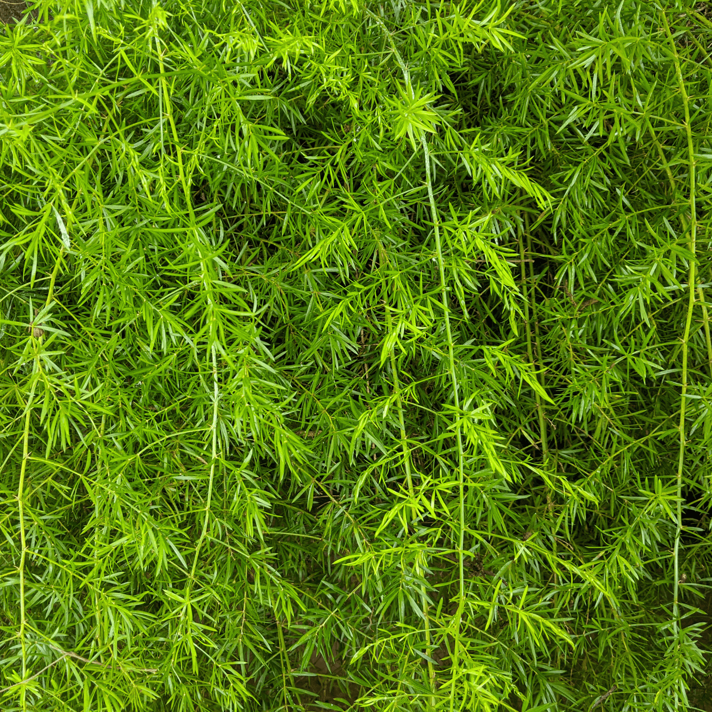 Sprengeri Asparagus Fern ā 15 Seeds