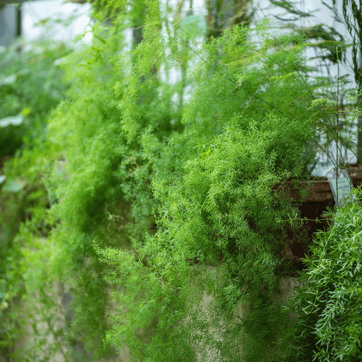 Sprengeri Asparagus Fern ā 15 Seeds