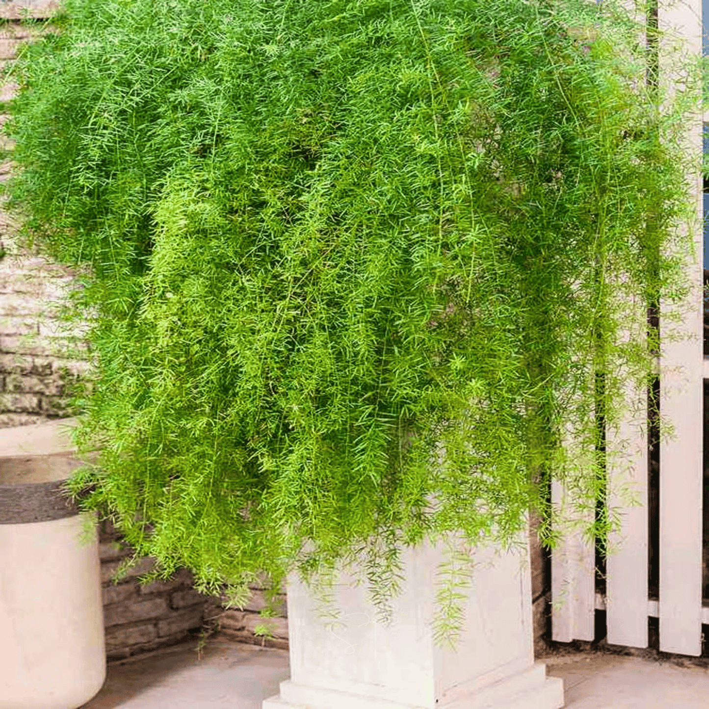 Sprengeri Asparagus Fern ā 15 Seeds