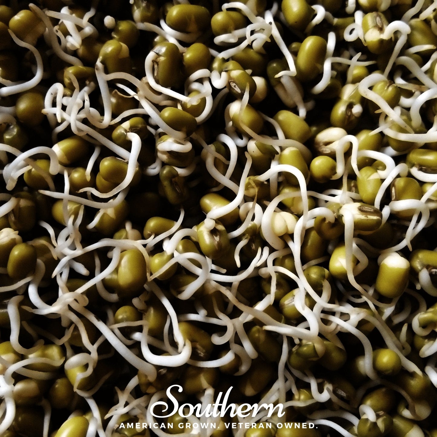 Mung Beans Sprout ā 500 Seeds