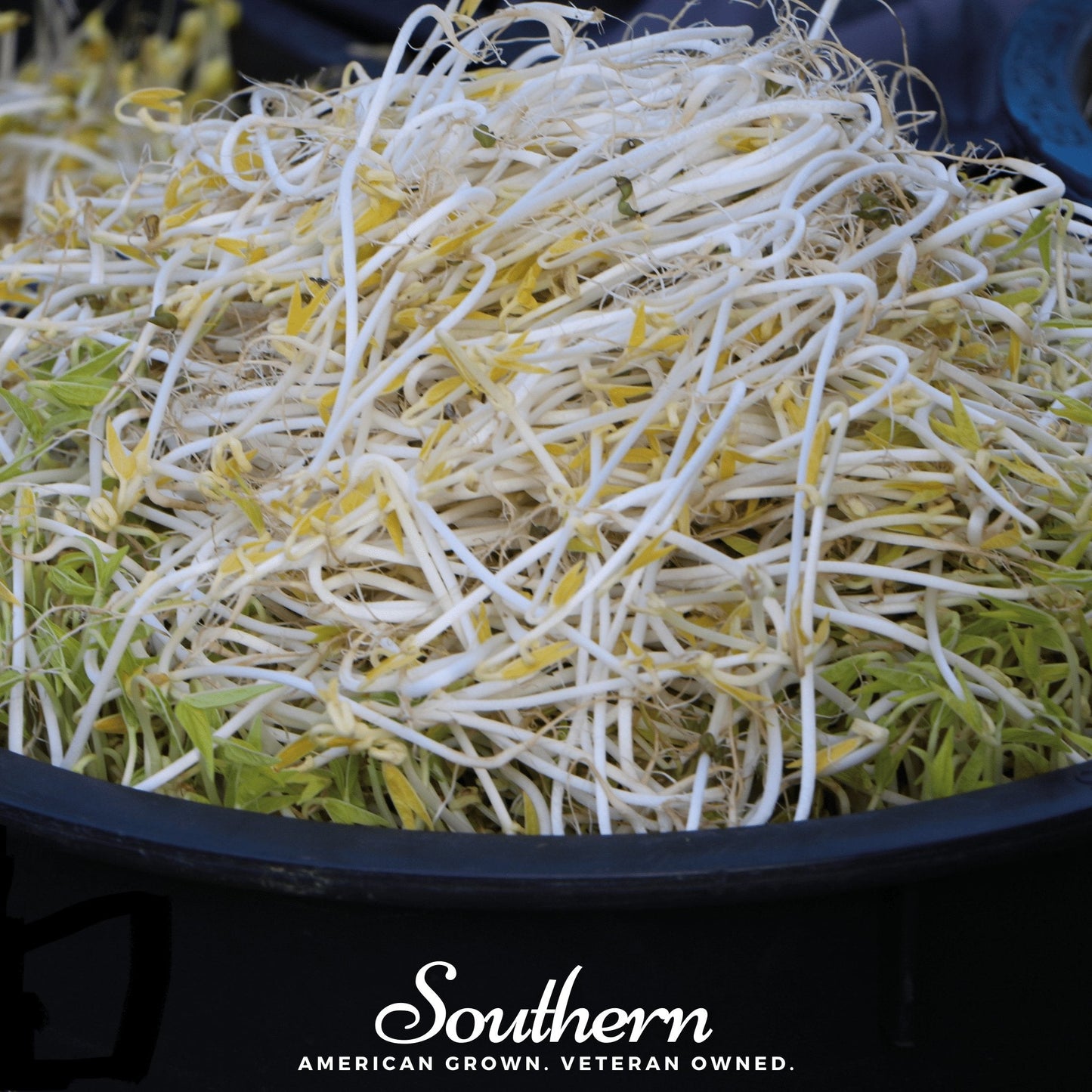 Mung Beans Sprout ā 500 Seeds