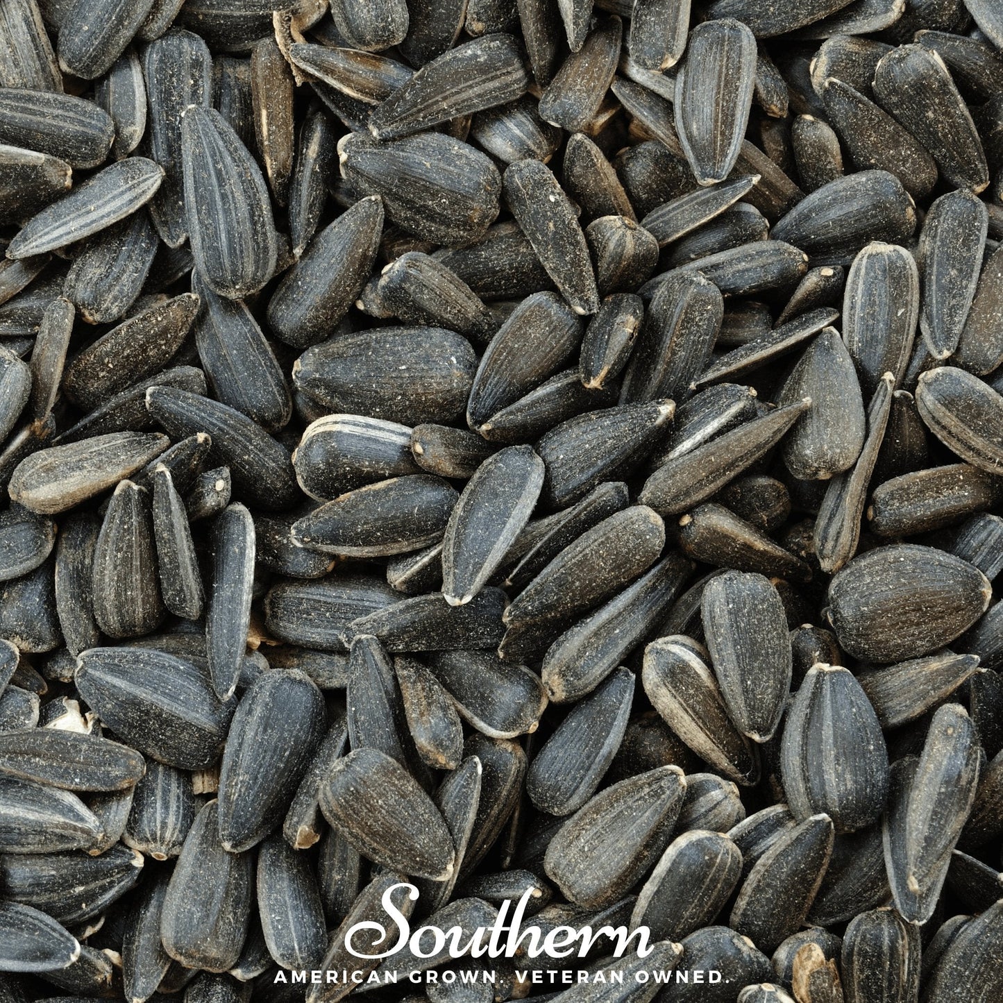 Black Oil Sunflower Sprout ā 500 Seeds