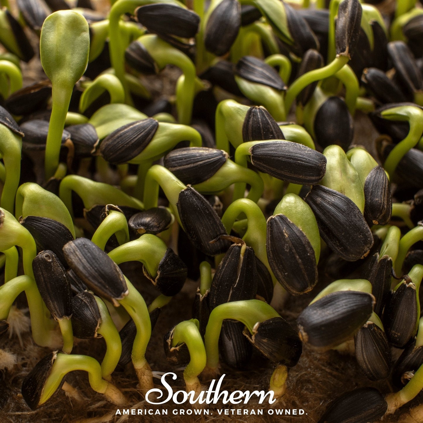 Black Oil Sunflower Sprout ā 500 Seeds