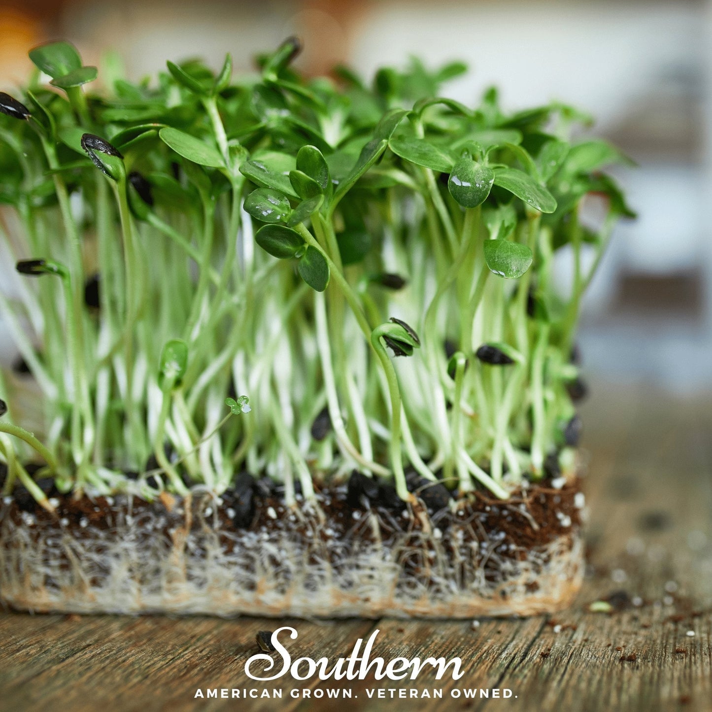 Black Oil Sunflower Sprout ā 500 Seeds