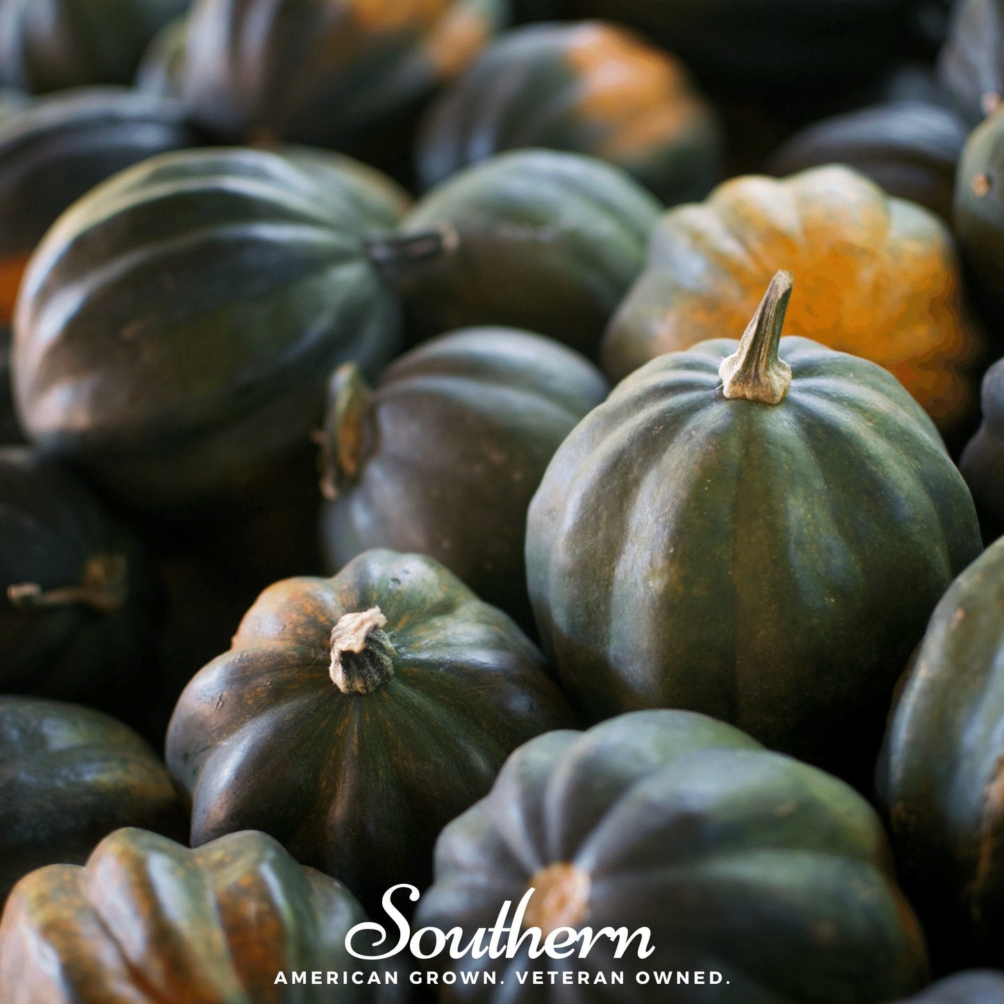 Table Queen Acorn Winter Squash ā 25 Seeds