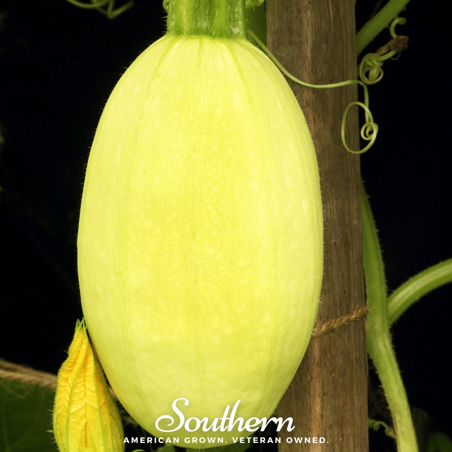 Spaghetti Winter Squash ā 20 Seeds