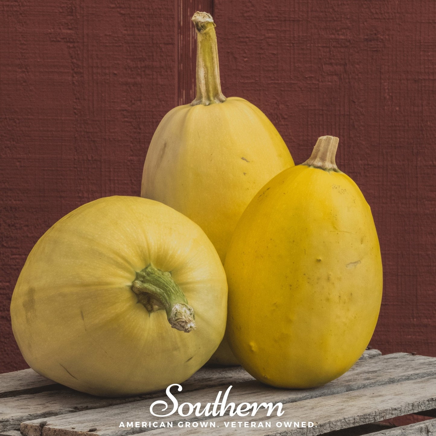 Spaghetti Winter Squash ā 20 Seeds