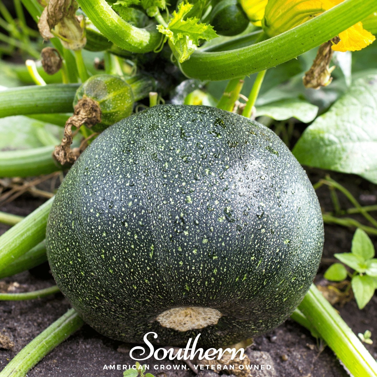 Zucchini Round Summer Squash ā 25 Seeds