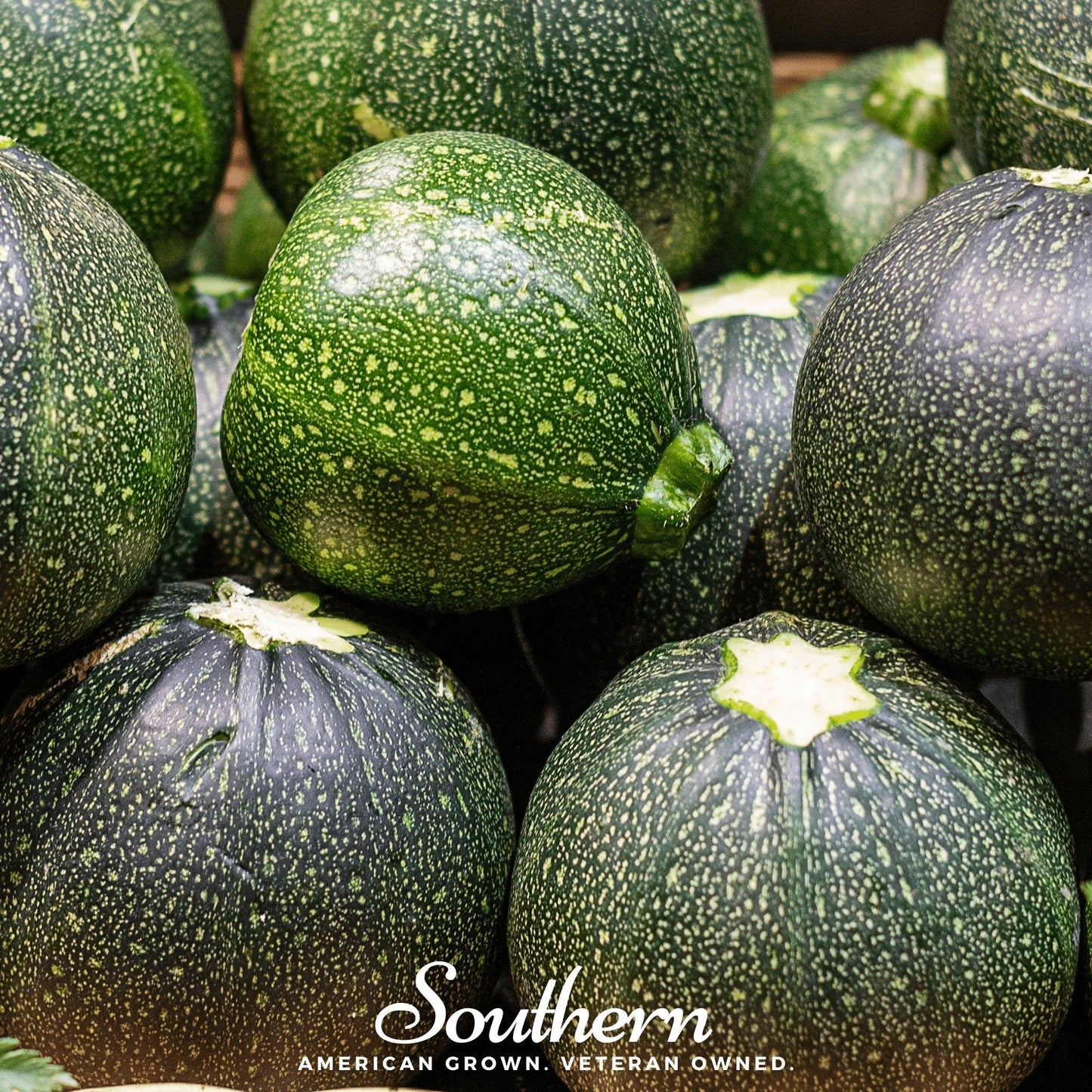 Zucchini Round Summer Squash ā 25 Seeds