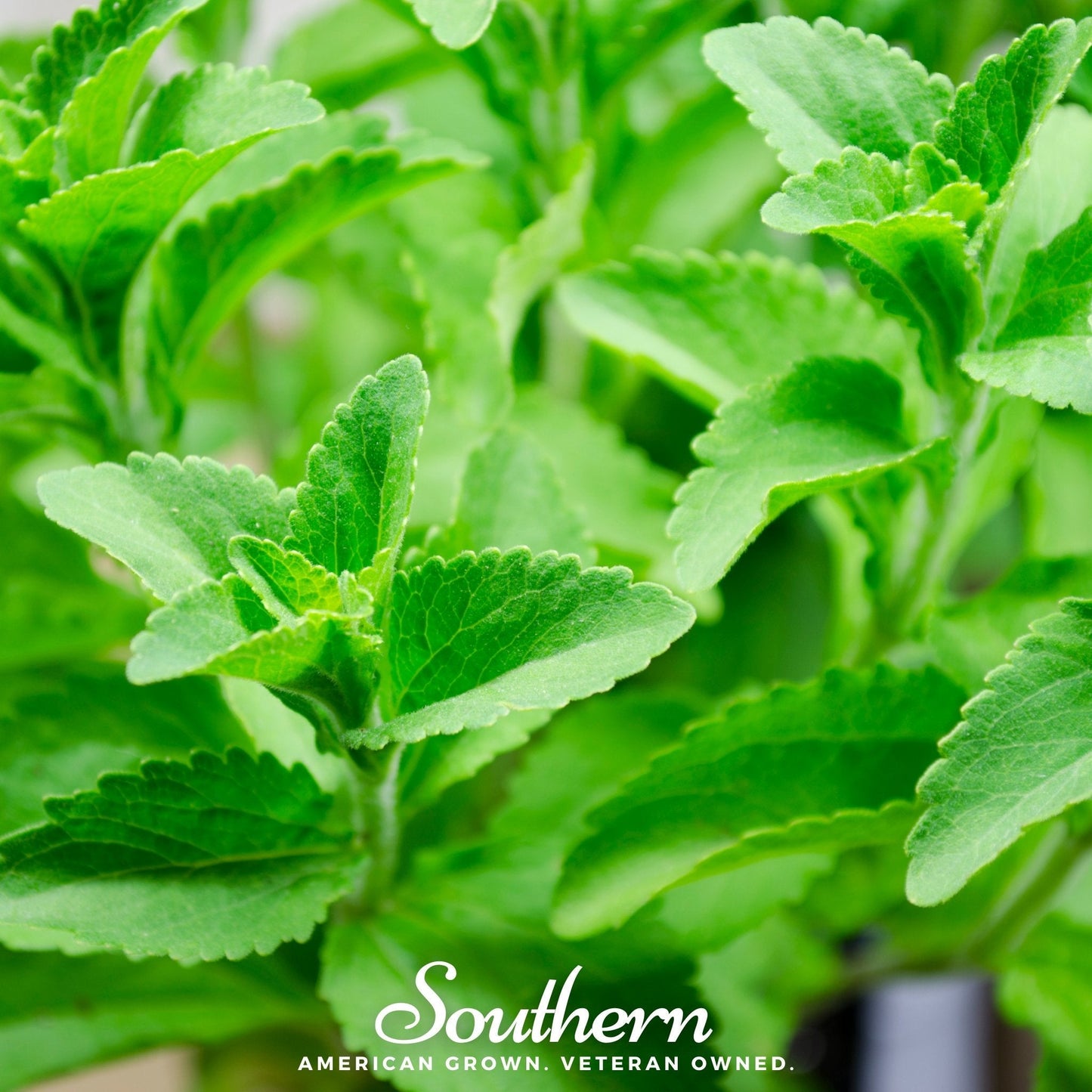 Stevia ā 50 Seeds