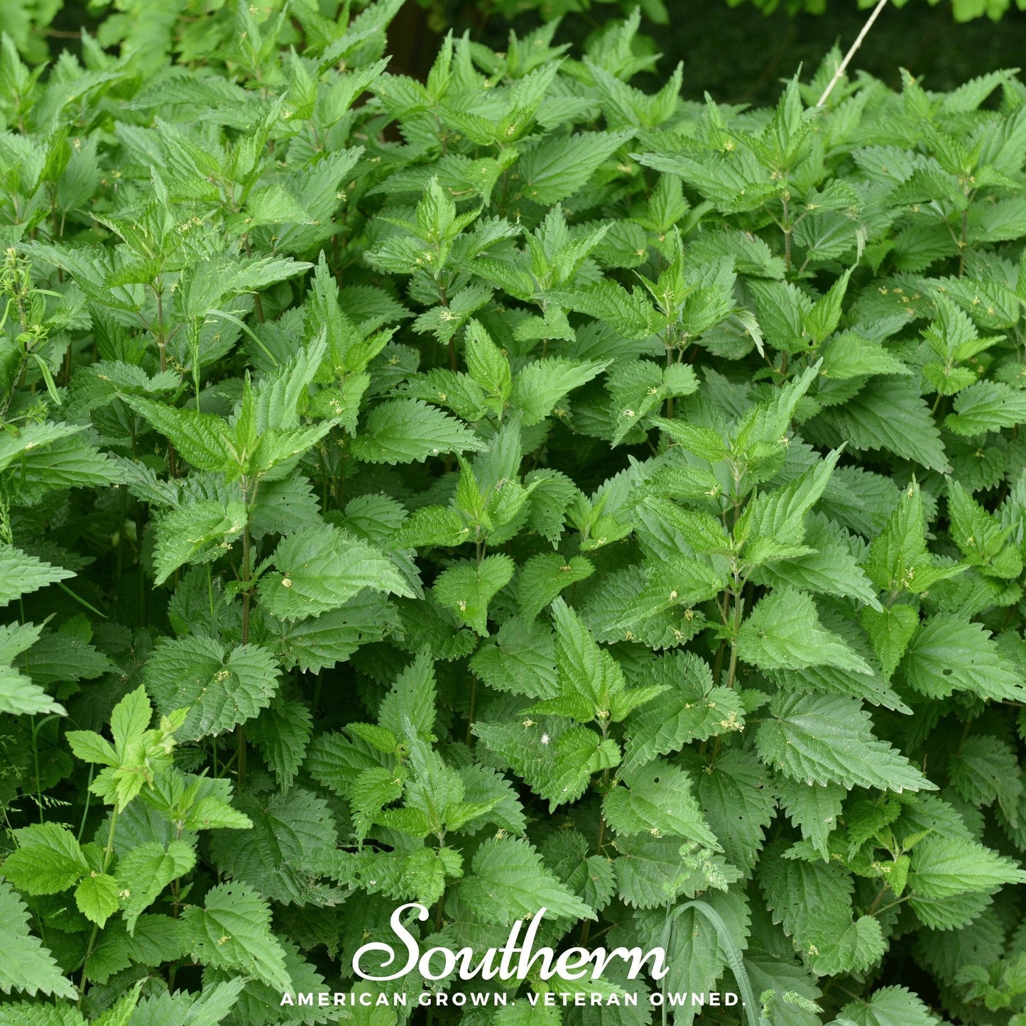Stinging Nettle ā 100 Seeds