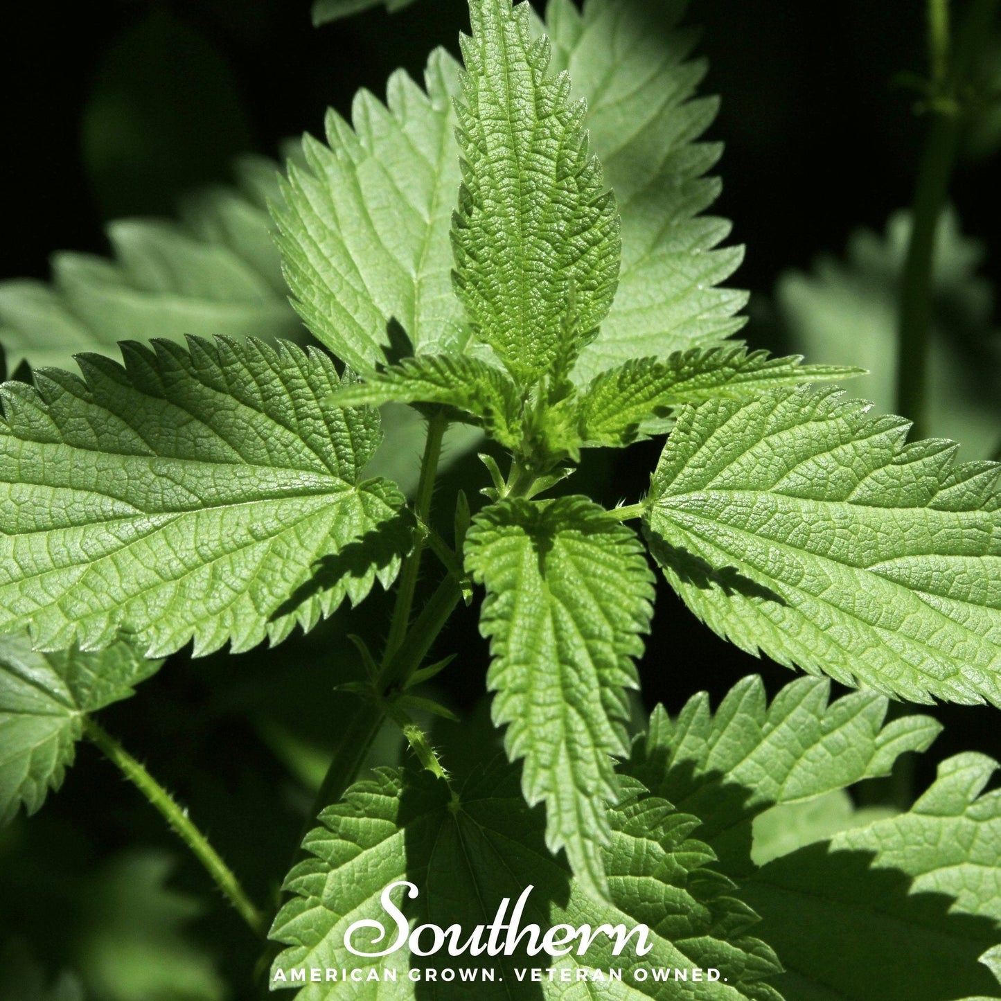 Stinging Nettle ā 100 Seeds