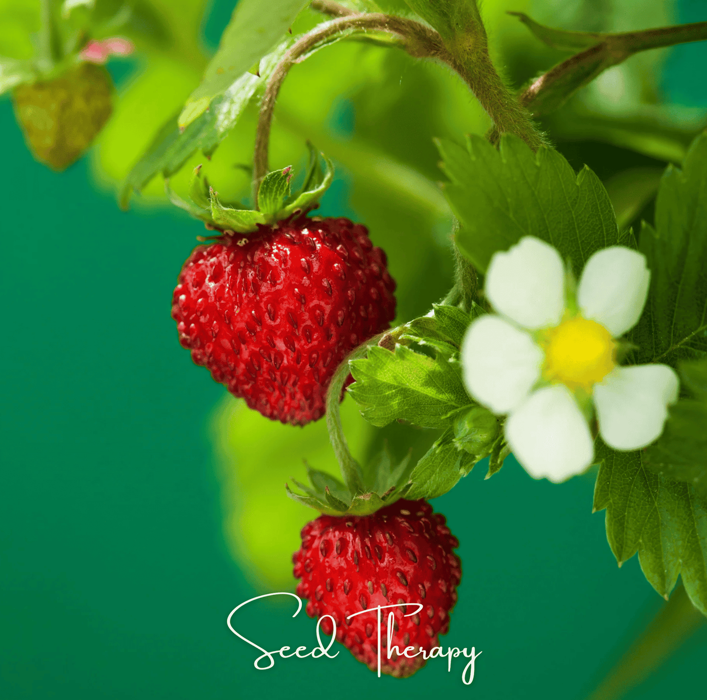 Wild Red Strawberry ā 200 Seeds
