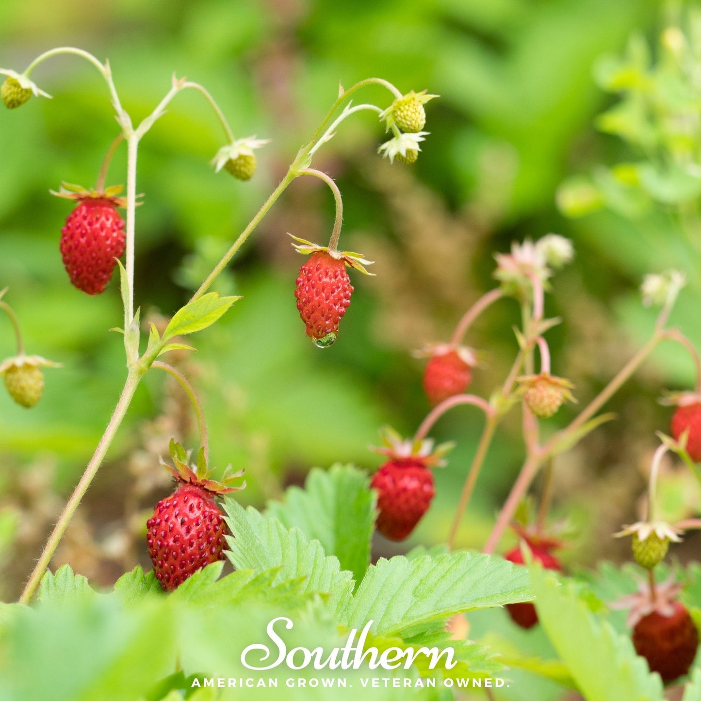 Wild Red Strawberry ā 200 Seeds