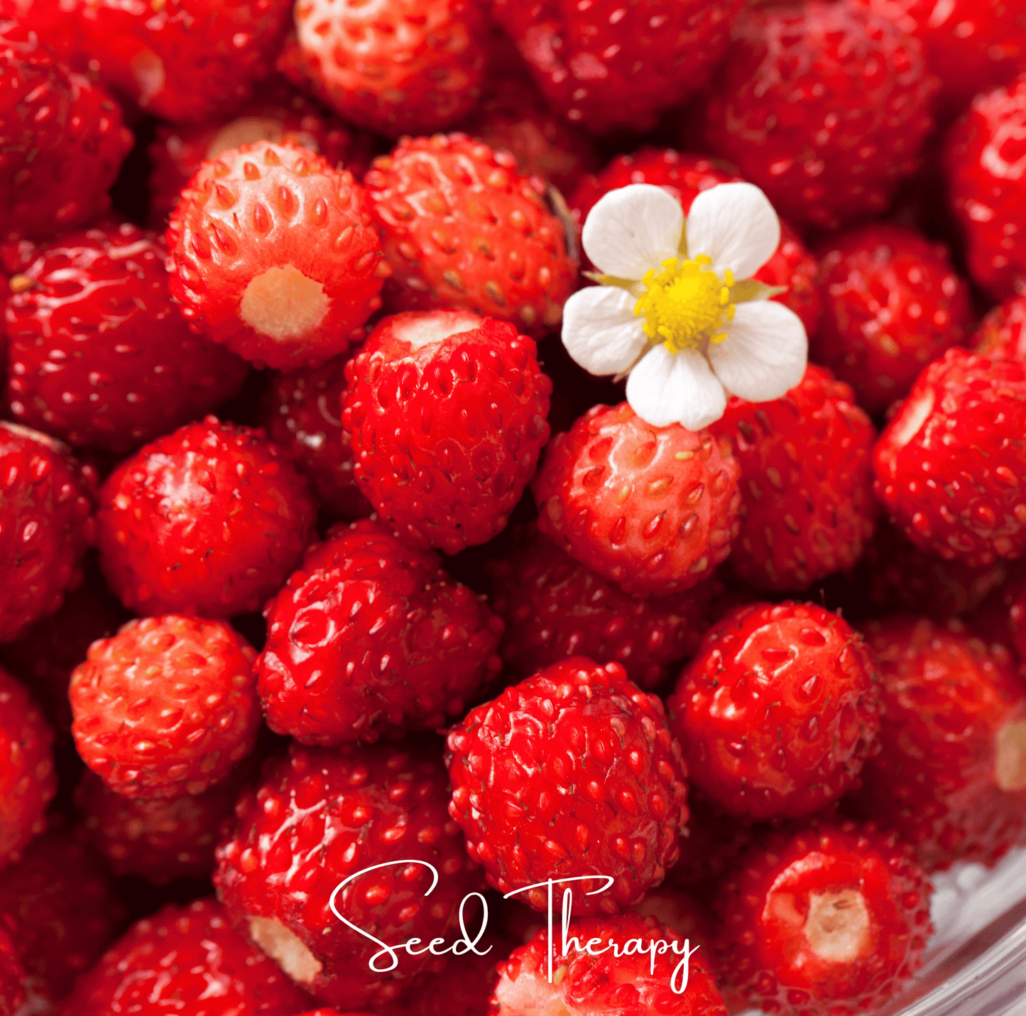 Wild Red Strawberry ā 200 Seeds