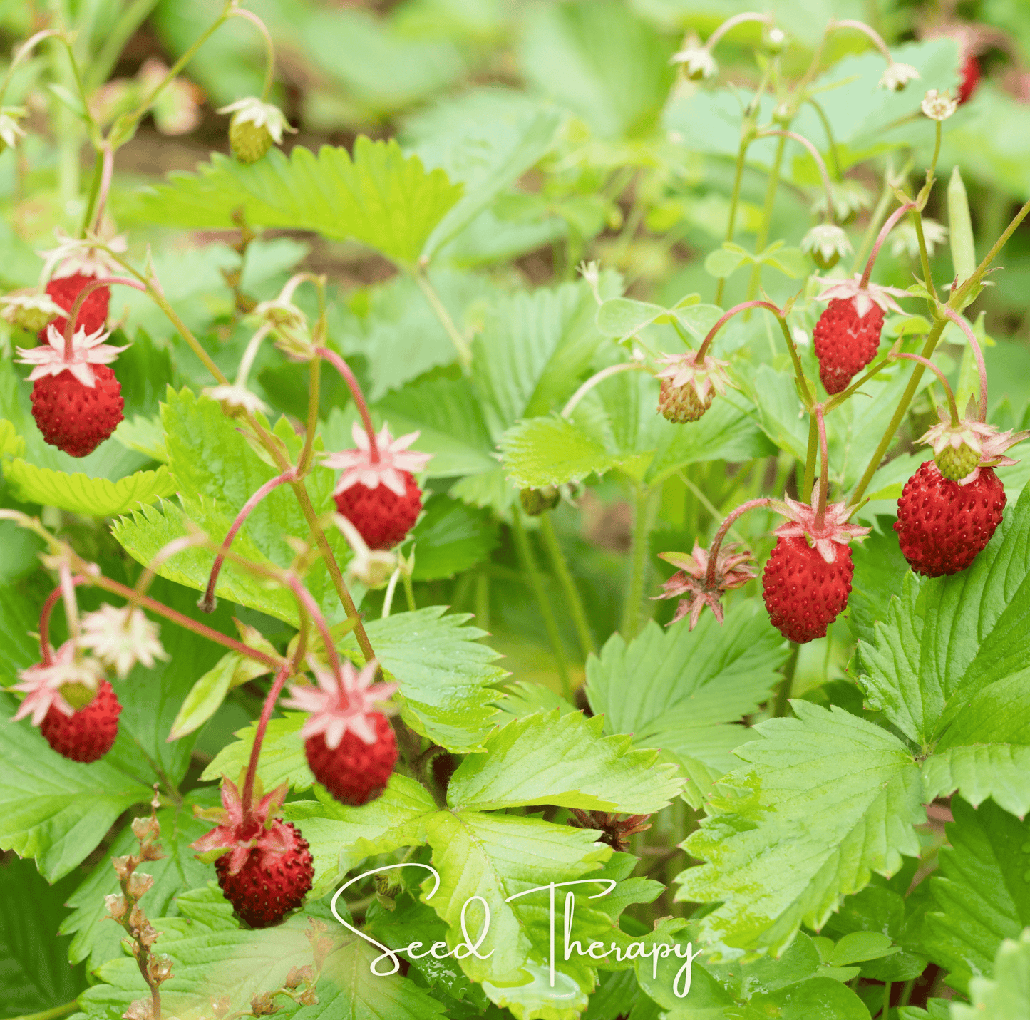 Wild Red Strawberry ā 200 Seeds