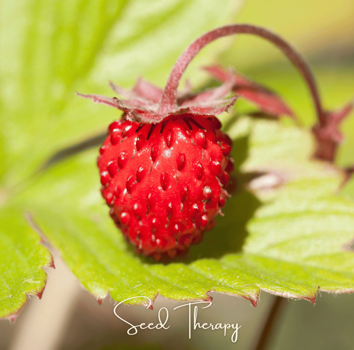 Wild Red Strawberry ā 200 Seeds