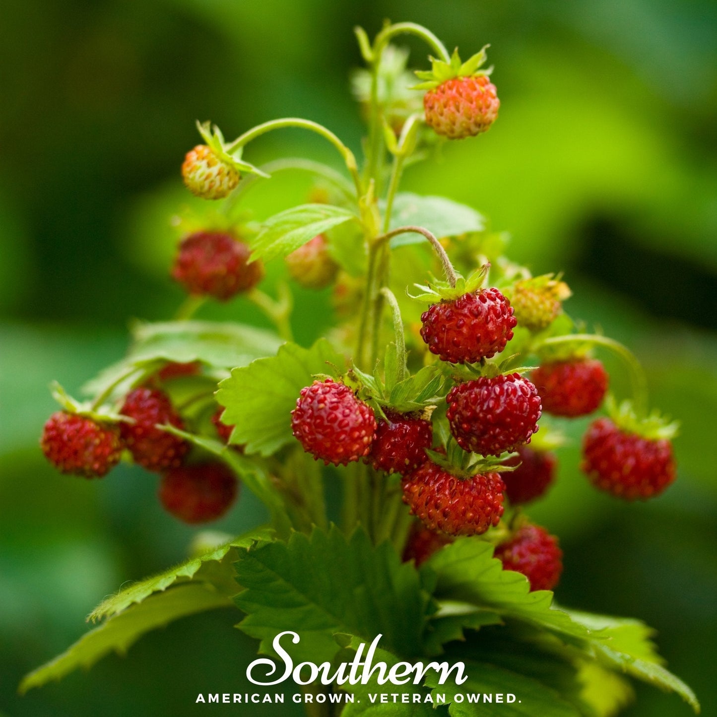 Wild Red Strawberry ā 200 Seeds