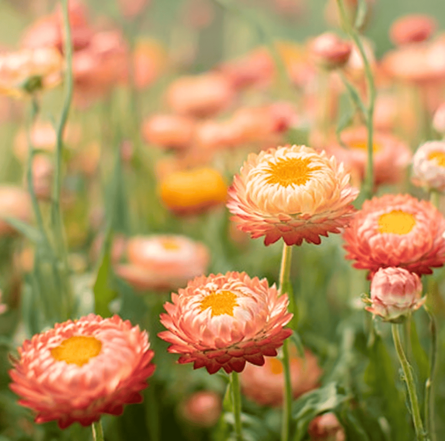 Apricot Peach Strawflower ā 25 Seeds