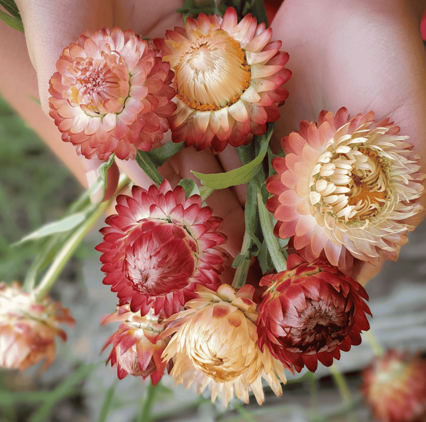Apricot Peach Strawflower ā 25 Seeds