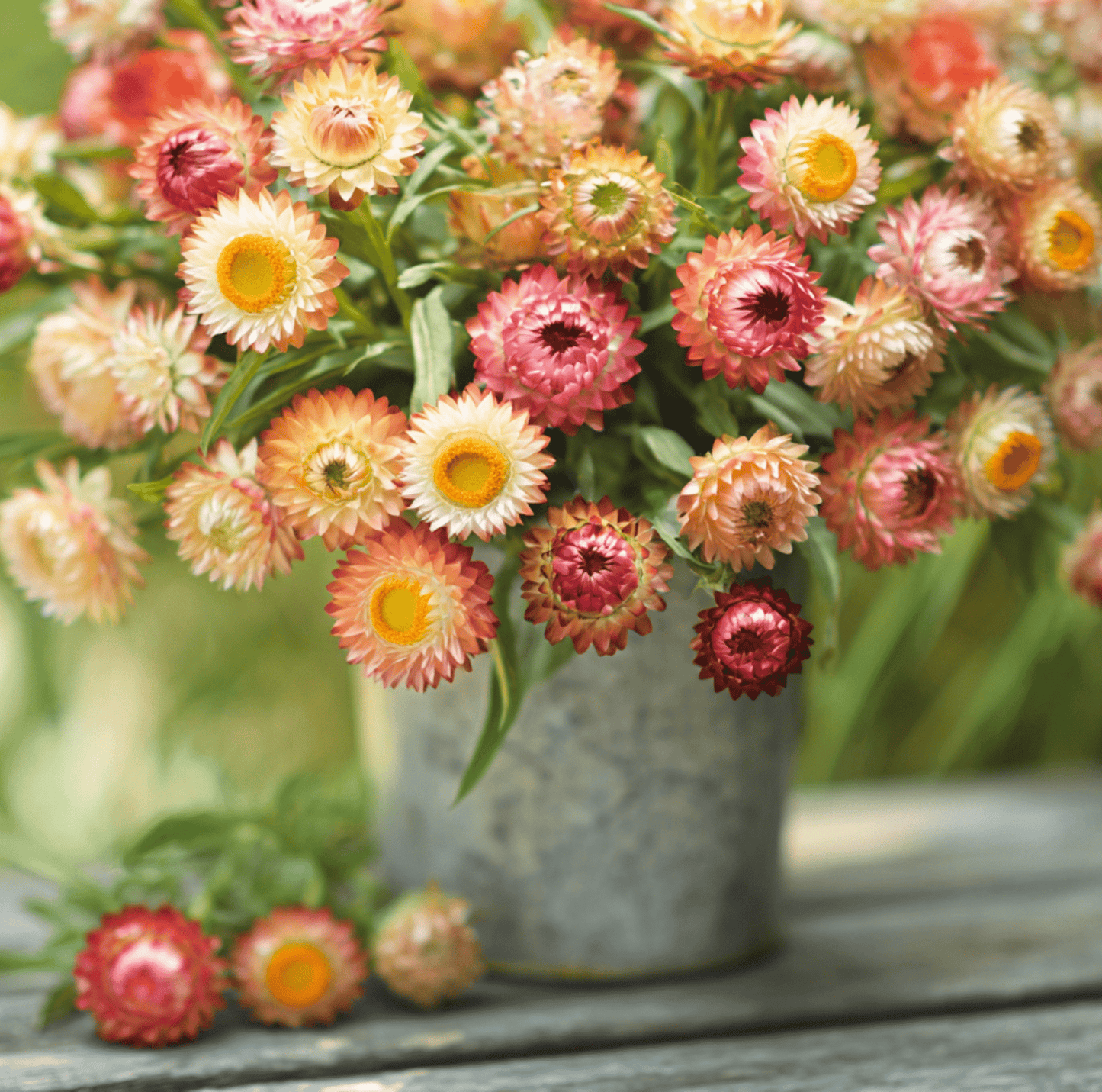 Apricot Peach Strawflower ā 25 Seeds