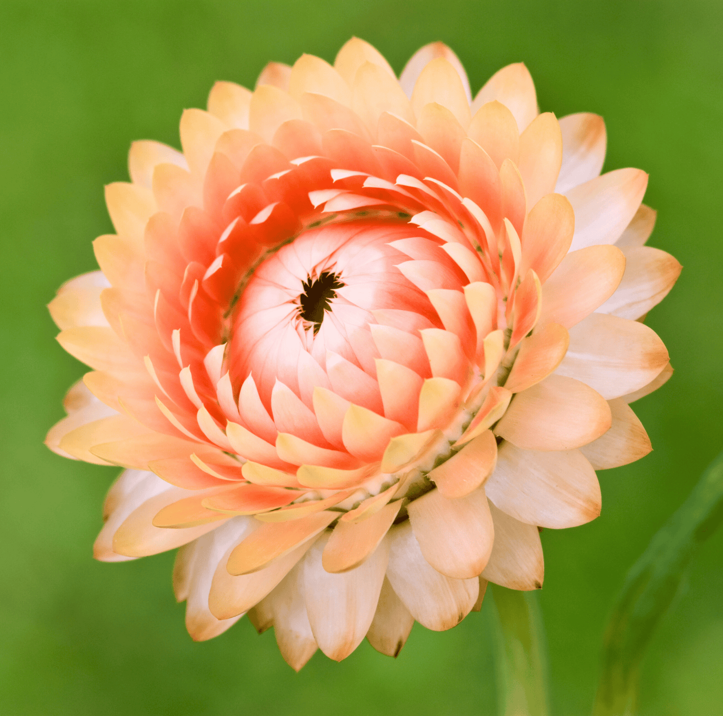 Apricot Peach Strawflower ā 25 Seeds