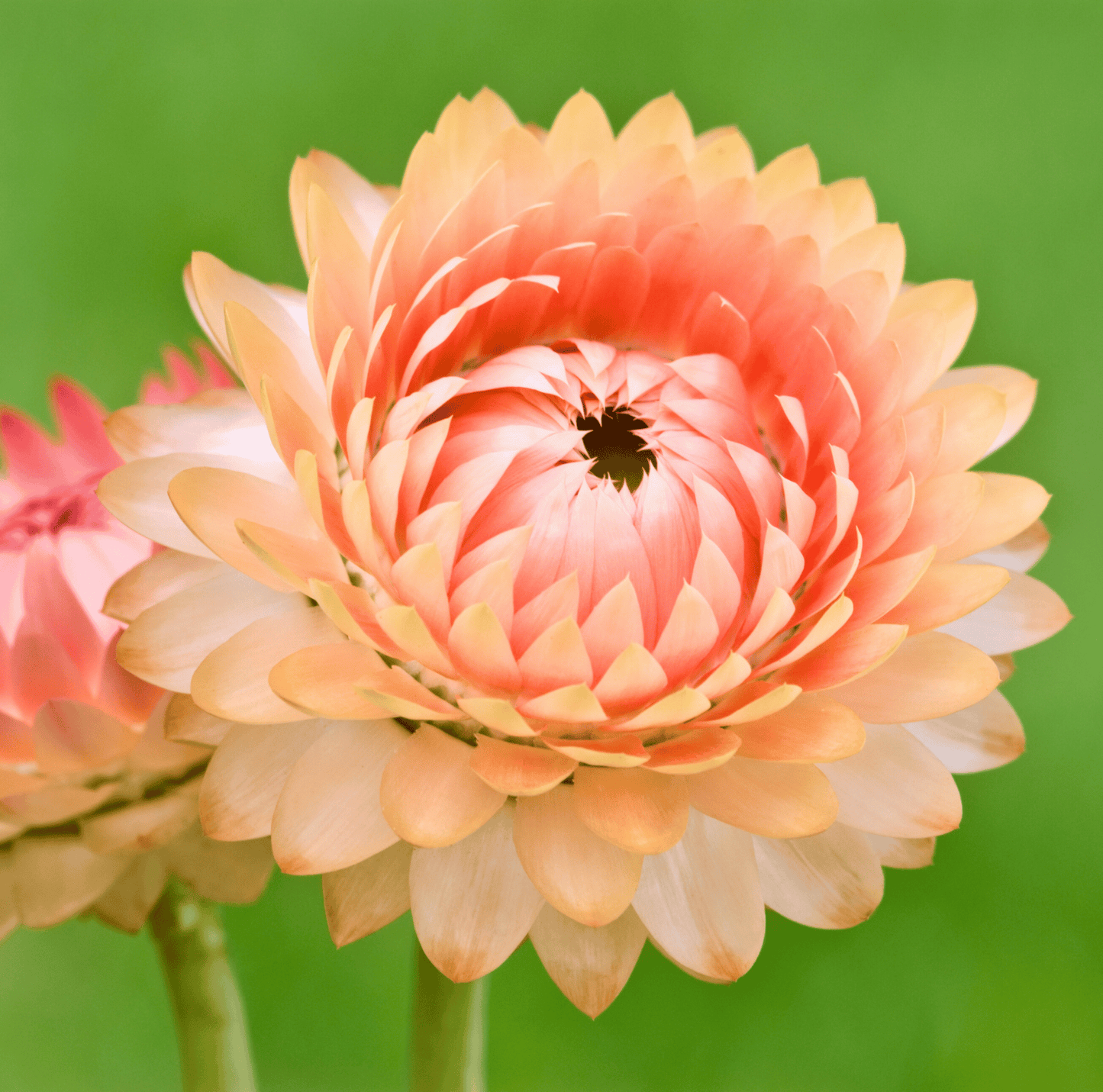 Apricot Peach Strawflower ā 25 Seeds