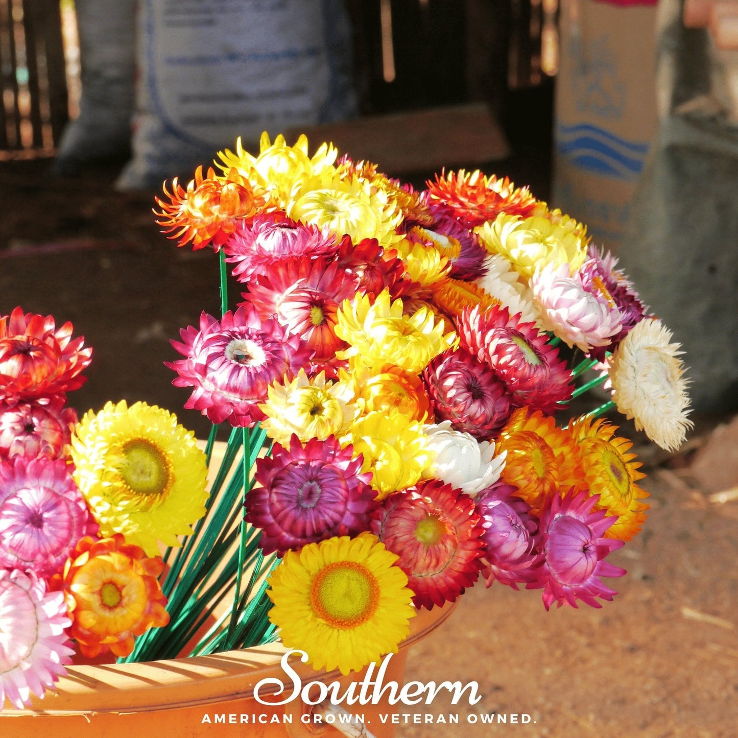 Strawflower Mix ā 200 Seeds