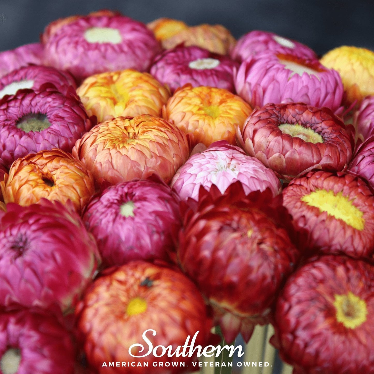 Strawflower Mix ā 200 Seeds