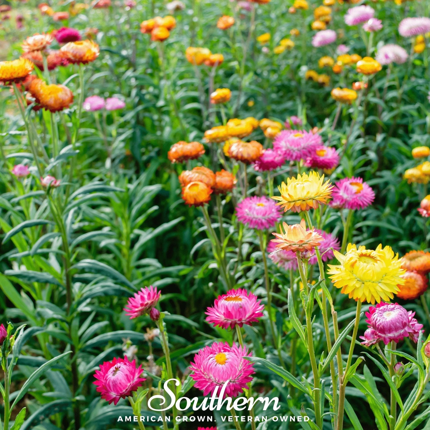 Strawflower Mix ā 200 Seeds