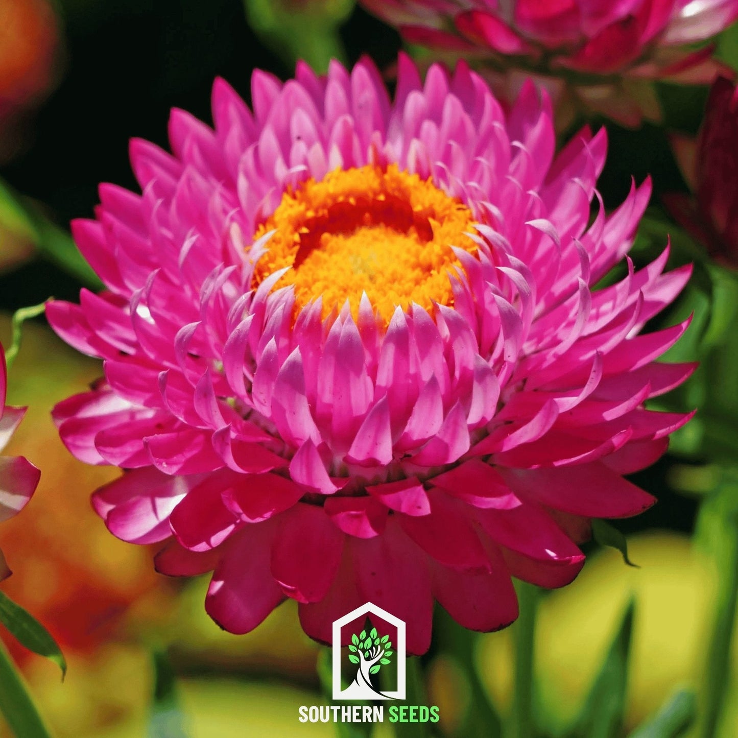 Purple-Red Strawflower ā 100 Seeds