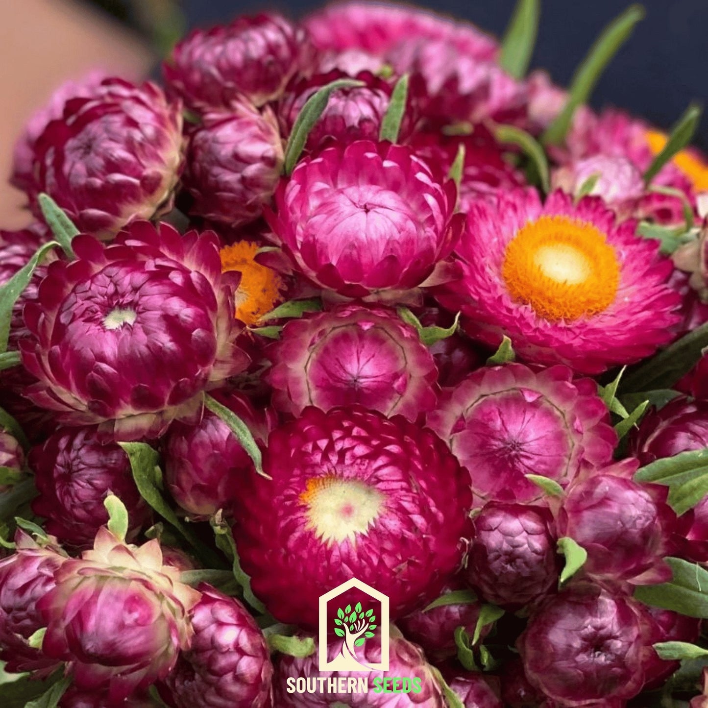 Purple-Red Strawflower ā 100 Seeds