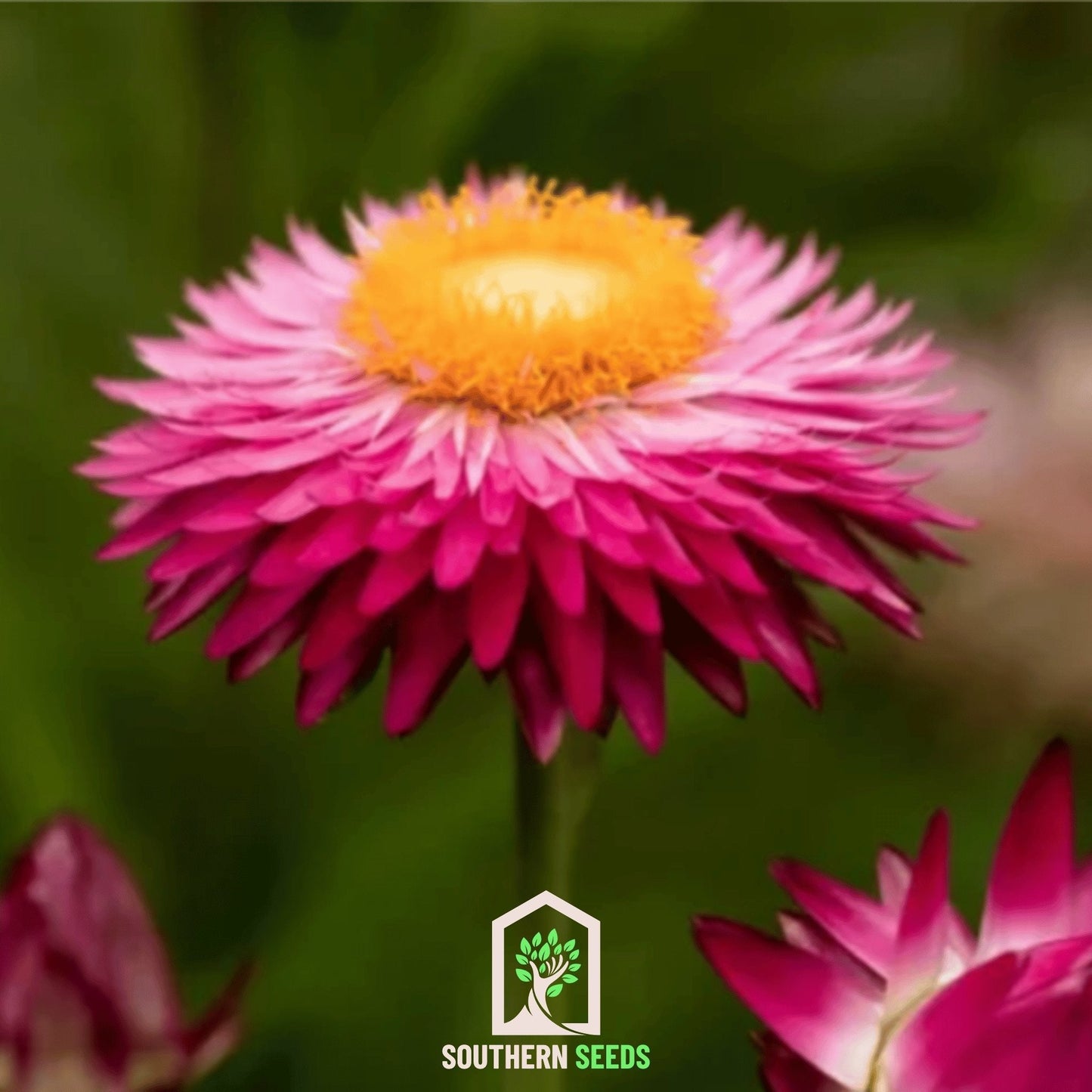 Purple-Red Strawflower ā 100 Seeds