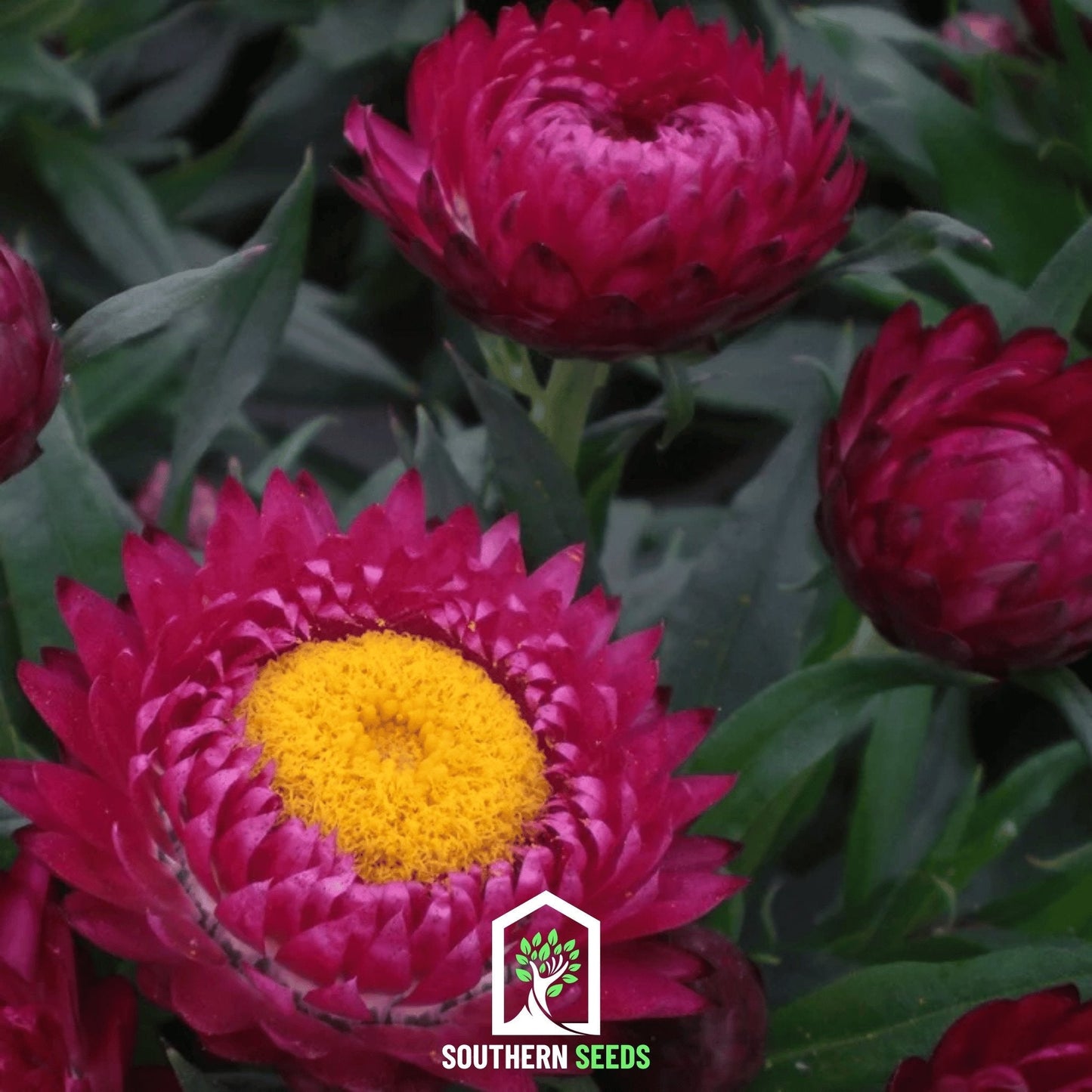 Purple-Red Strawflower ā 100 Seeds