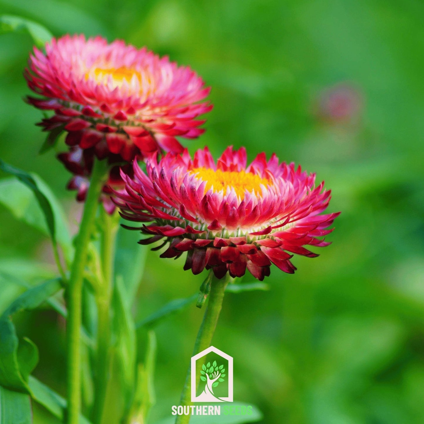Purple-Red Strawflower ā 100 Seeds