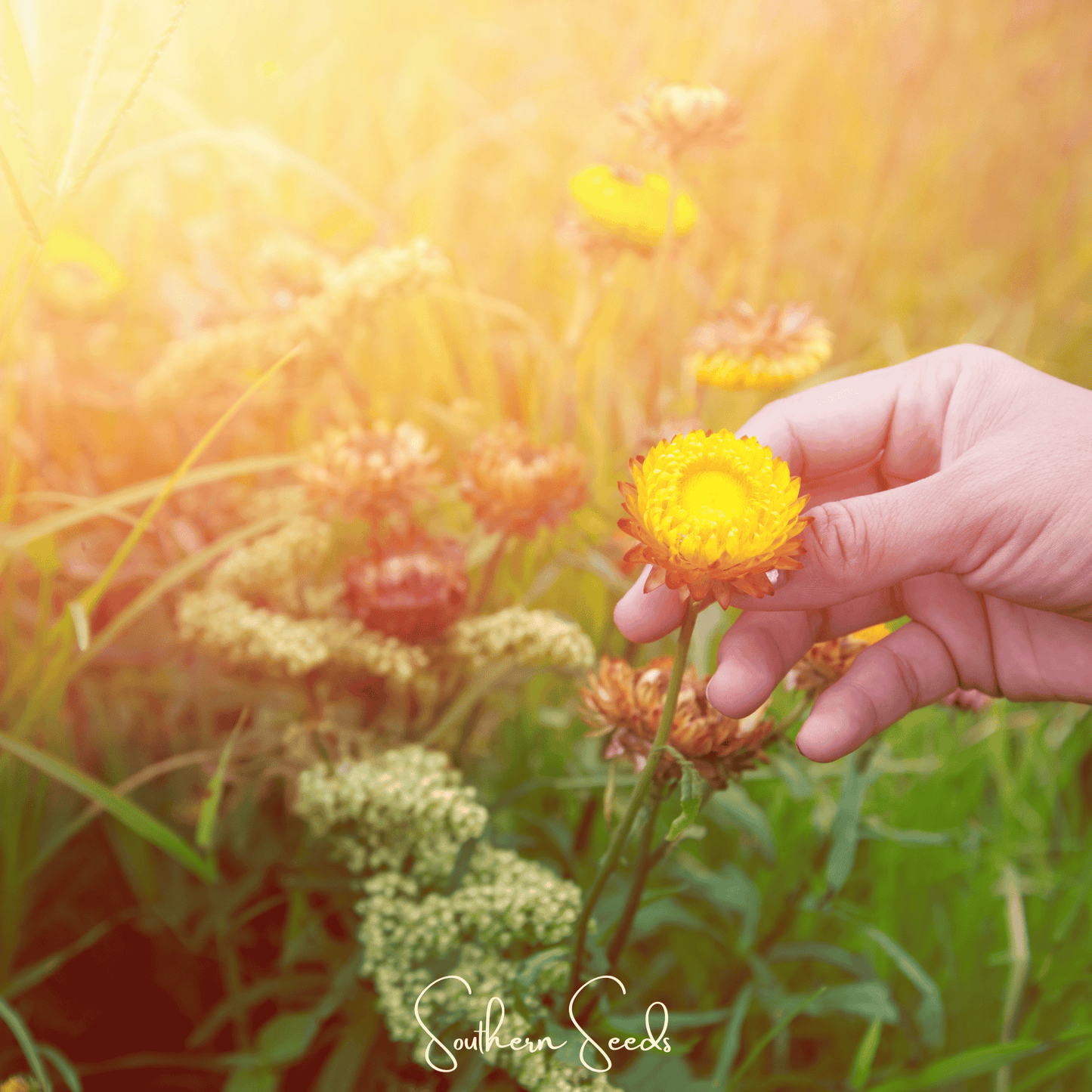 Yellow Strawflower ā 100 Seeds