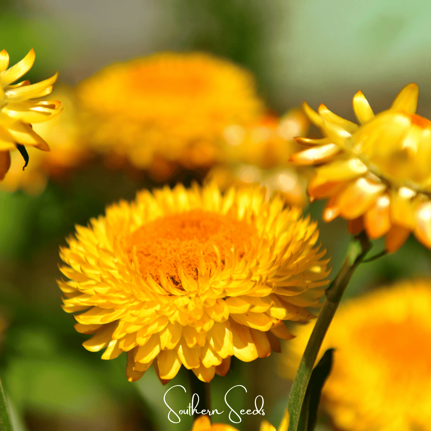Yellow Strawflower ā 100 Seeds