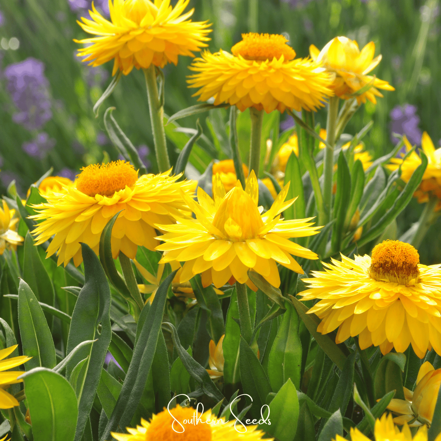 Yellow Strawflower ā 100 Seeds