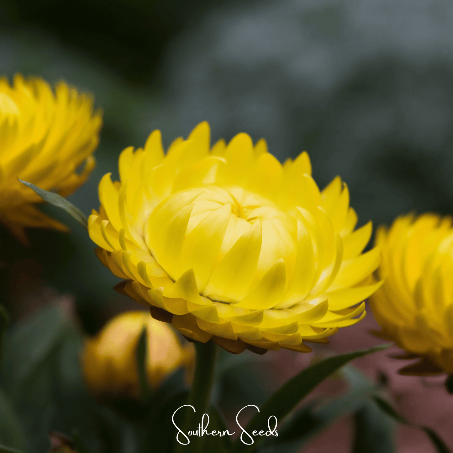 Yellow Strawflower ā 100 Seeds