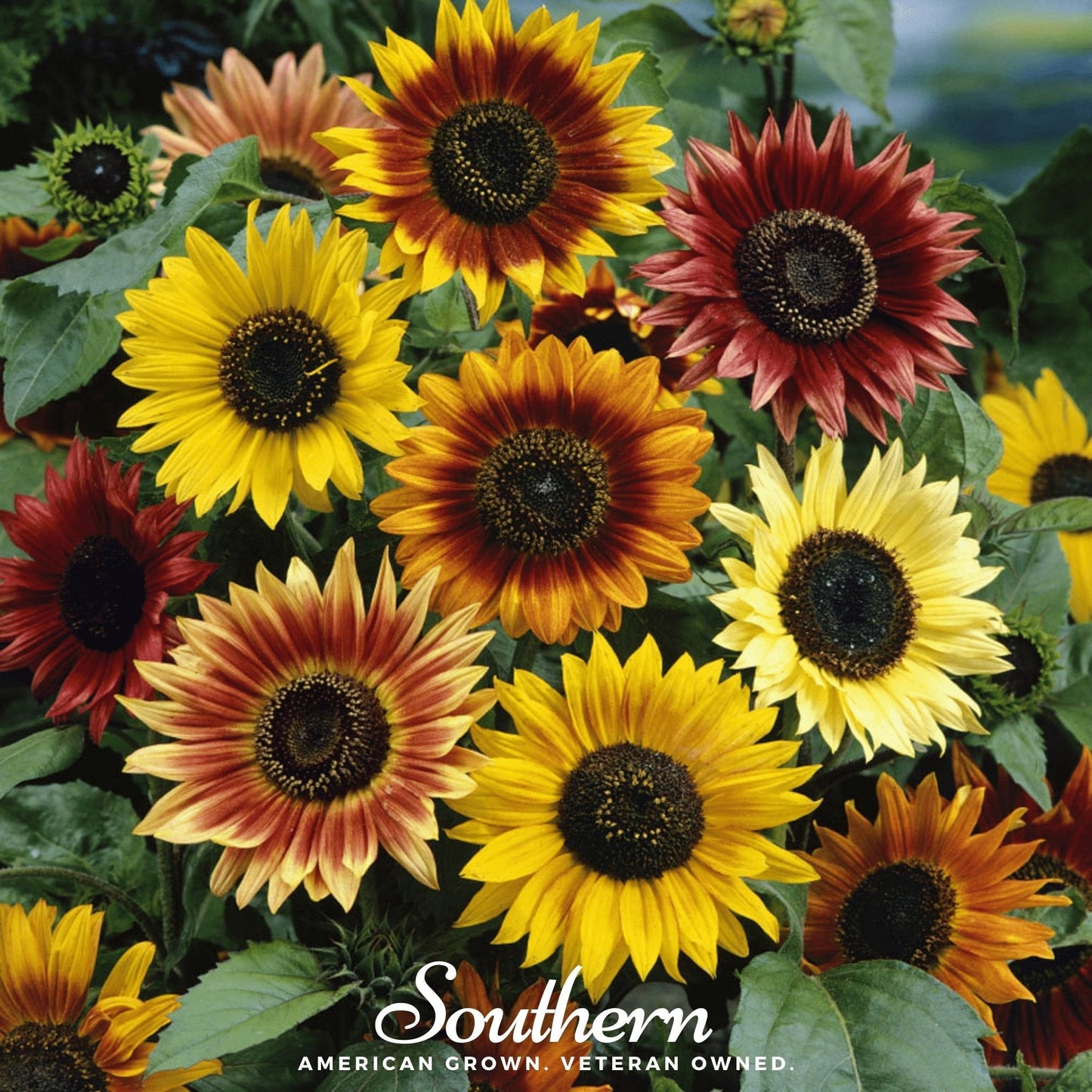 Autumn Beauty Sunflower ā 25 Seeds