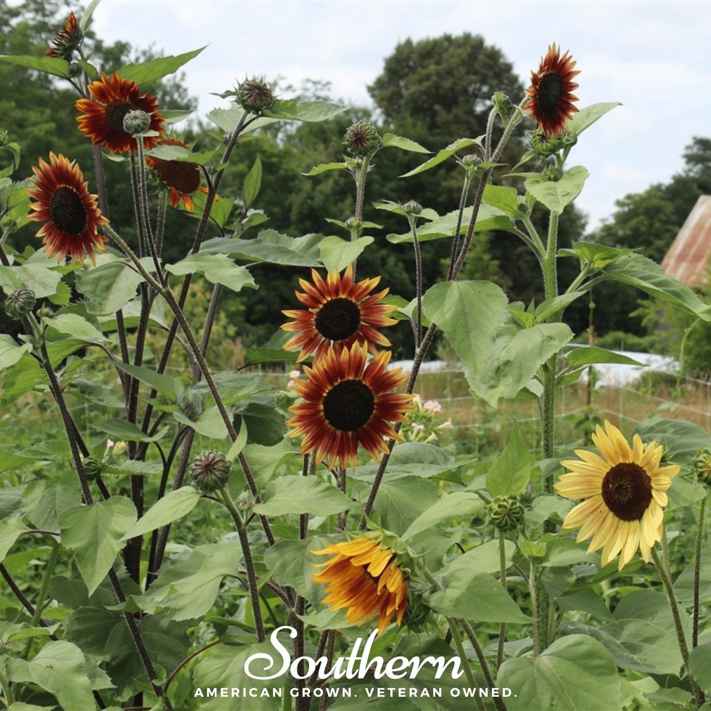 Autumn Beauty Sunflower ā 25 Seeds