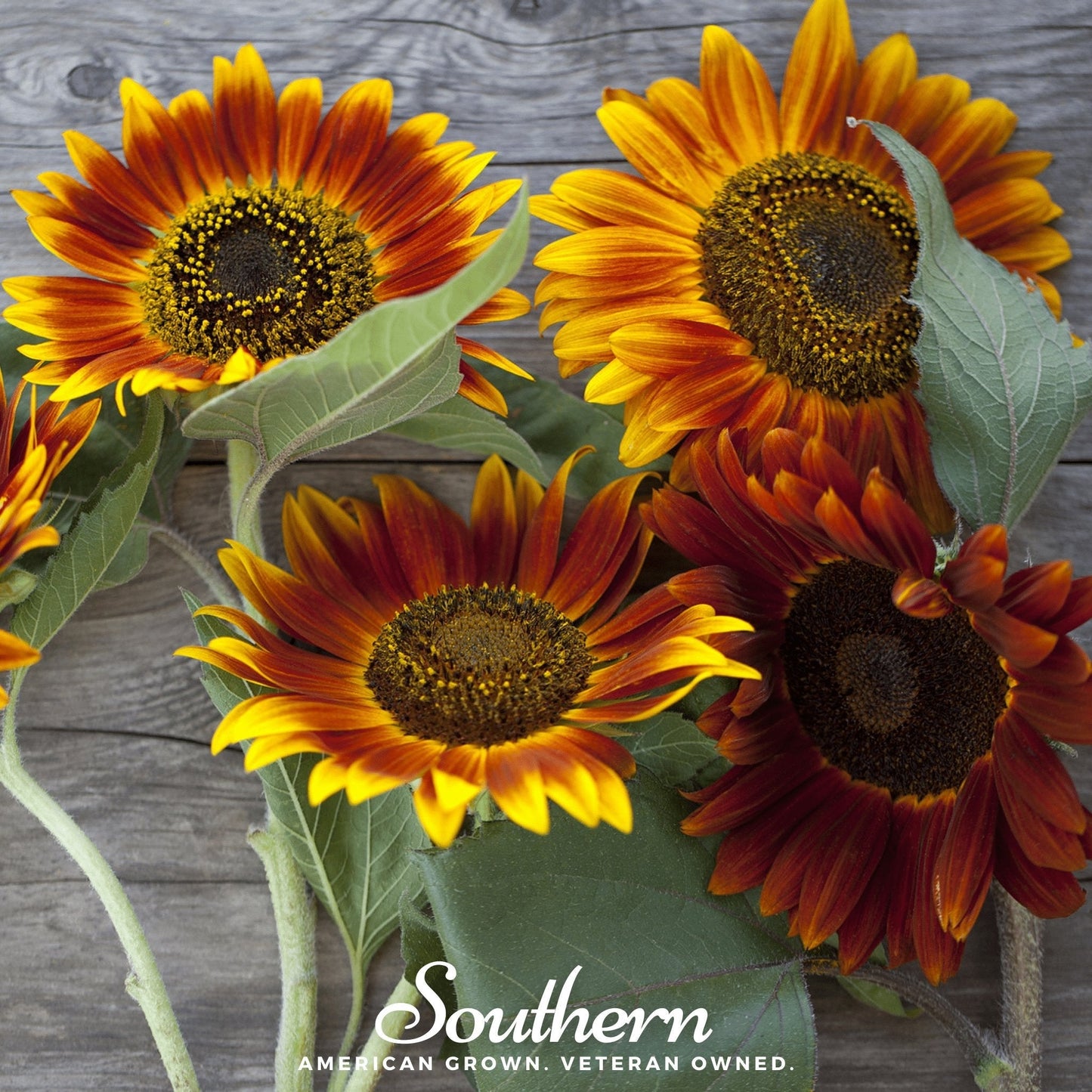 Autumn Beauty Sunflower ā 25 Seeds
