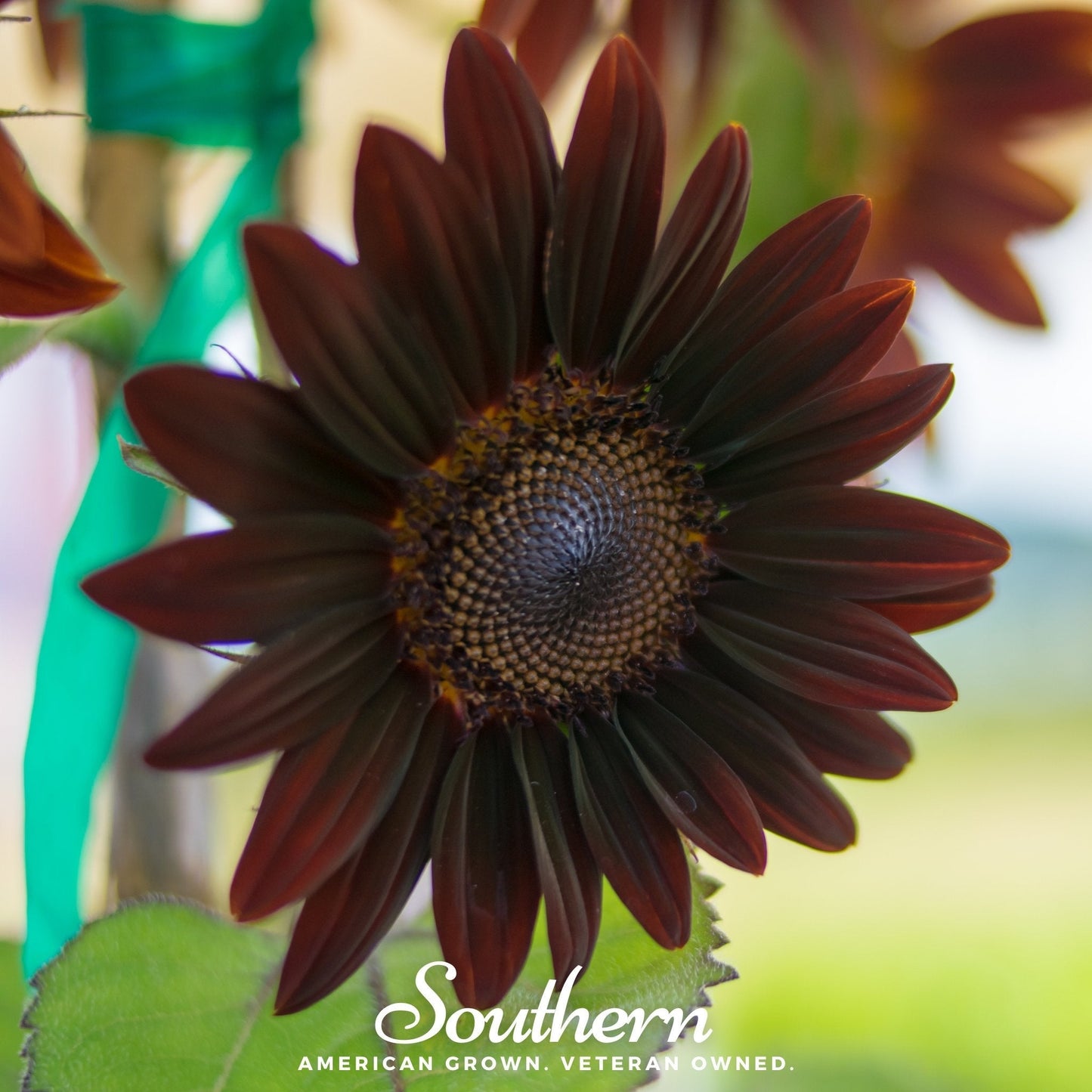 Chocolate Sunflower ā 25 Seeds