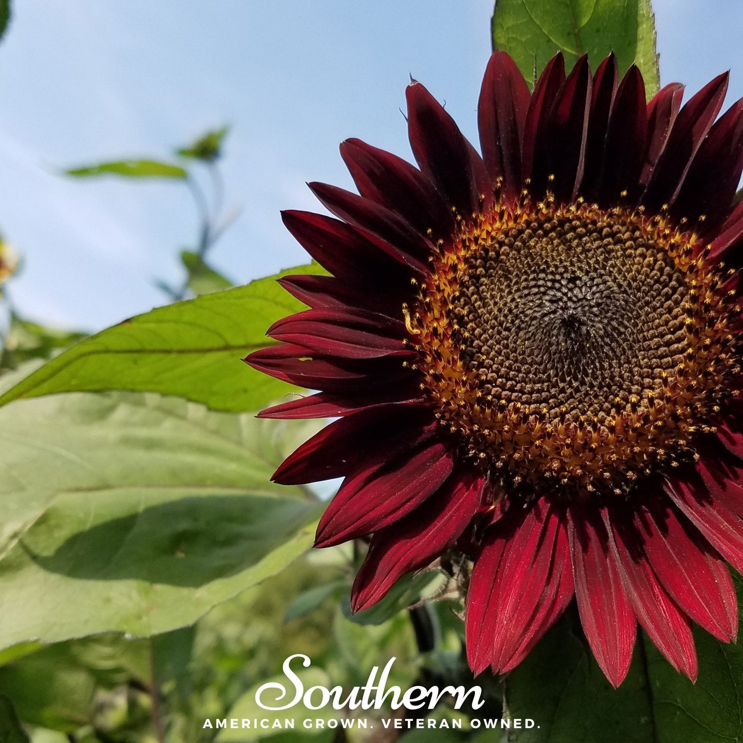 Chocolate Sunflower ā 25 Seeds