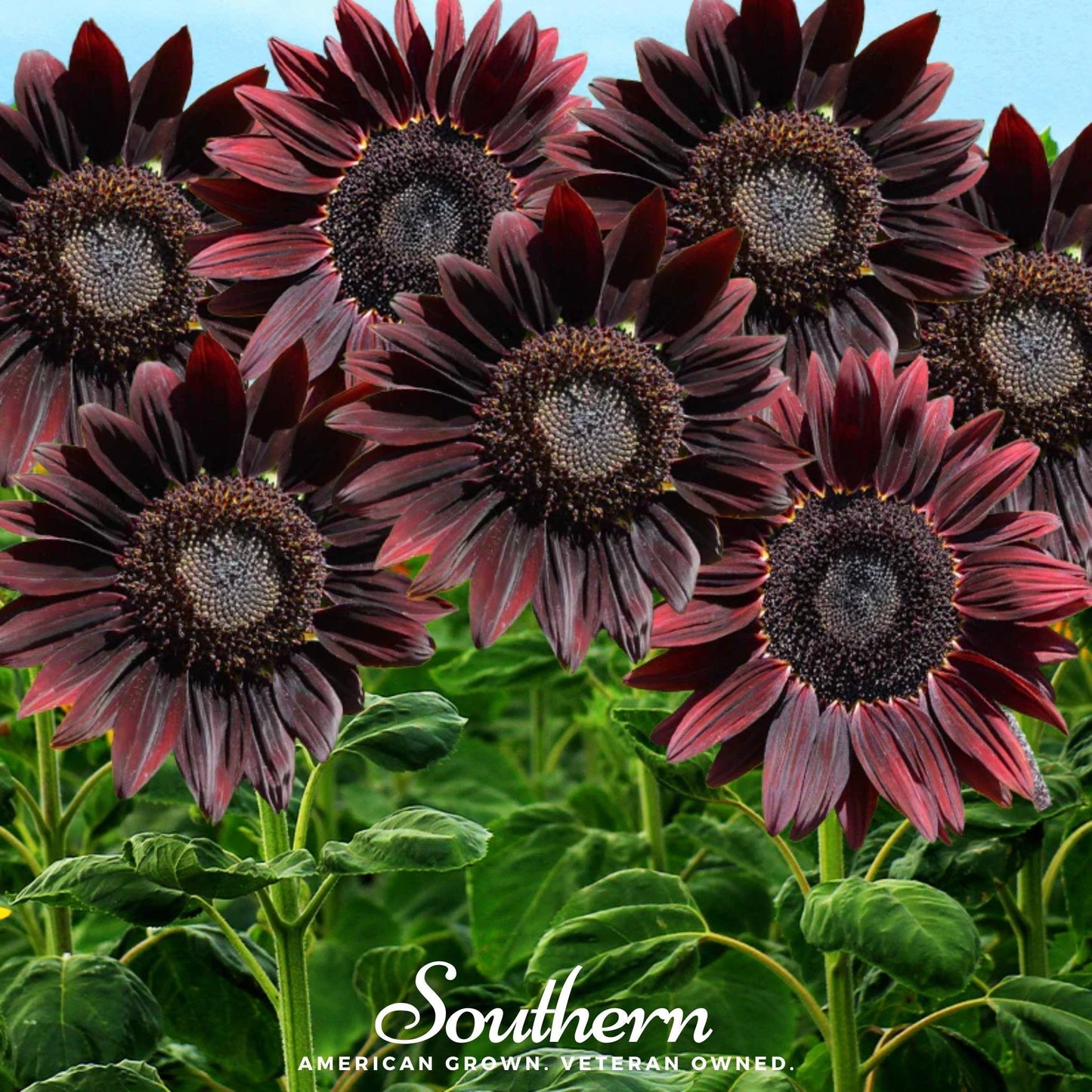 Chocolate Sunflower ā 25 Seeds