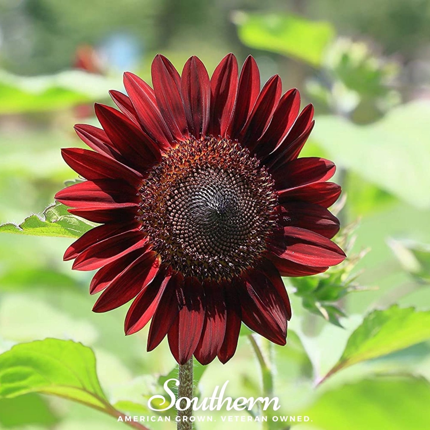 Chocolate Sunflower ā 25 Seeds